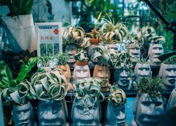 漾新聞|搭輕軌到駁二Pinway看療癒植栽展 89元買到網美龜背芋