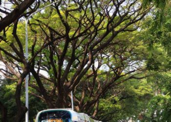 漾新聞|輕軌試營運狀況多？誤點、下車刷不了 甚至到籬仔內站全部被趕下車