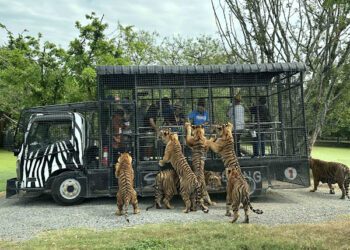 黃鐙輝、孫淑媚爆笑泰國行 遭紅毛猩猩熱情「偷襲」