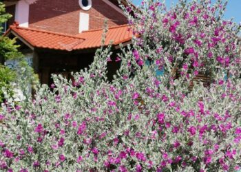 漾新聞|暑假到台東看熱氣球知本洗溫泉 住宿博士民宿「放心草堂」親子放輕鬆