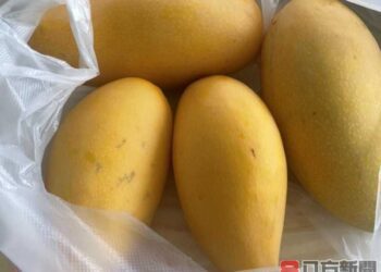 芒果有毒！？尤其孕婦應少吃！？營養師解答