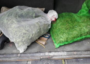 六龜警扮演野生山茶守護者