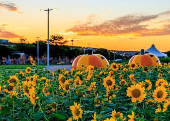 超療癒！北市大佳河濱向日葵花海爆炸盛開