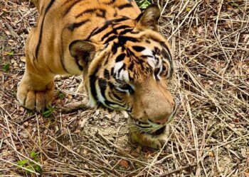 漾新聞|729世界老虎日 壽山動物園講「虎」你知