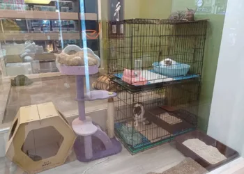 高雄寵物餐廳攜手愛狗人協會　開闢領養流浪貓櫥窗