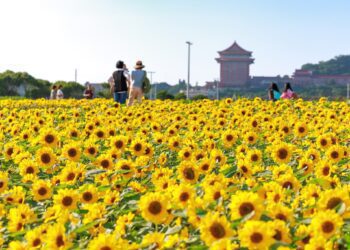 北市河濱公園花海3連發　邀市民共賞秋日盛況