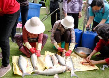 新竹縣烏魚饗宴11日登場　邀您品嚐在地好味道