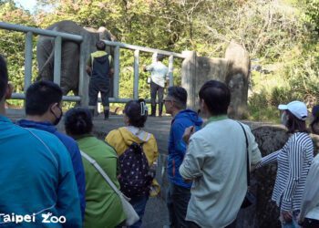 南華高中與南青陣學生臨演保育員　體驗非洲象照顧