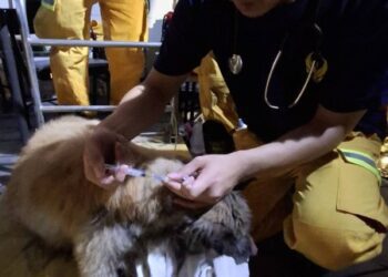 漾新聞|高市搜救隊救出泥濘犬隻 專業獸醫同步支援