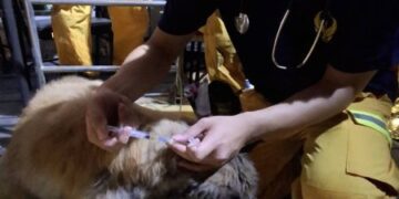 漾新聞|高市搜救隊救出泥濘犬隻 專業獸醫同步支援