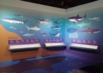 嘉義市博物館展現罕見鯊魚牙齒化石　近距離探索地質奧秘