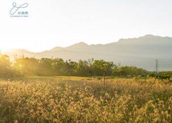 被遺忘的古老作物「油芒」化身益生菌，為睡眠助力