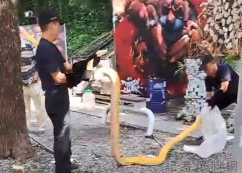 誰家的大蟒蛇走丟了？ 西門町電影公園驚見”3米黃金蟒”逛大街