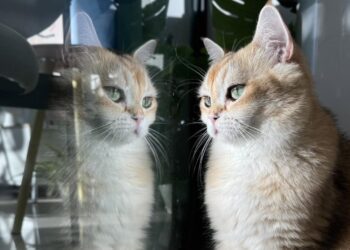 林口《貓裡居》寵物友善咖啡廳、旅館 毛孩吃喝玩樂首選