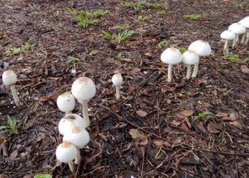 雨後天晴 公園內菌菇生長 民眾不可摘食