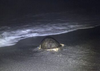 南澳神秘沙灘出現綠蠵龜蹤跡 大家共創友善海龜環境