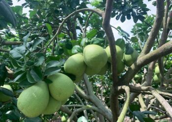 中度颱風「杜蘇芮」持續增強中！黃偉哲呼籲：農友嚴加戒備