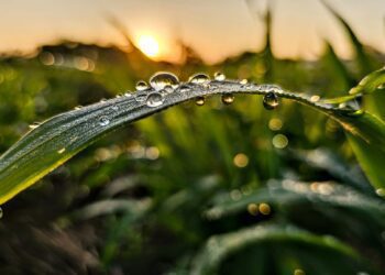 開啟永續未來的希望   Cycitrus杉與橙定義「油芒」新價值