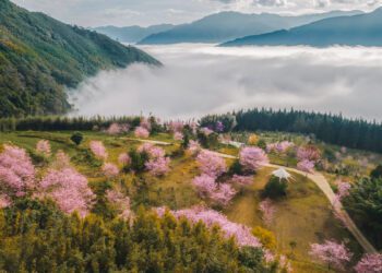 泰雅族櫻花季浪漫、文化饗宴 《蟬說系列》打造春日深度露營體驗