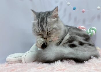 北投寵物美容推薦 專業台北貓狗寄宿 讓毛孩擁有舒適安心空間