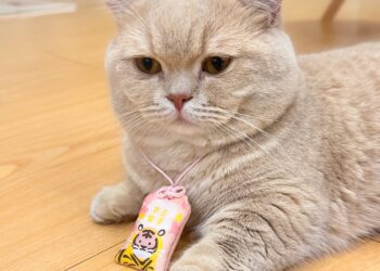 南港寵物展亮點搶先看 基因篩檢、清潔神器、萌系穿搭一次滿足