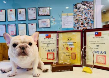 台北大安區寵物旅館推薦 不關籠住宿與低敏寵物美容 打造毛孩五星級享受