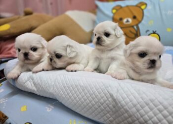 屏東犬舍推薦 南部合法狗舍 優質專業繁殖幼犬買賣