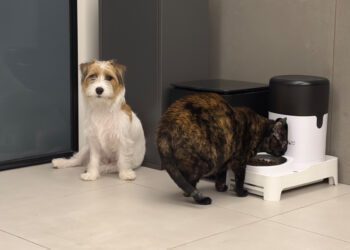 寵物自動餵食器推薦 遠端餵食、視訊監控與語音互動一次搞定