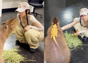 Blackpink Jennie 都瘋迷 北中南水豚熱點大盤點 星夢森林劇場成亮點