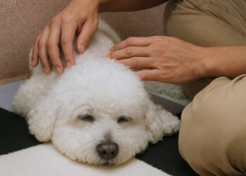 狗狗也能調理身心 台南寵物按摩舒緩狗狗壓力 助毛孩恢復元氣