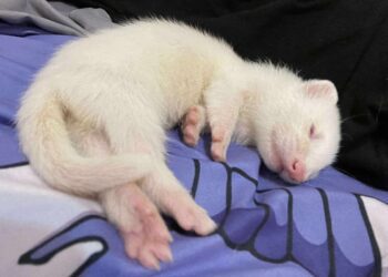 真的萌鼠人 桃園鼠舍推薦鼠鼠一家 超可愛鼠寶貂寶天竺鼠寶寶