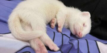 真的萌鼠人 桃園鼠舍推薦鼠鼠一家 超可愛鼠寶貂寶天竺鼠寶寶