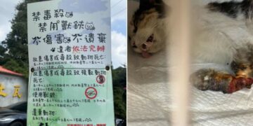 浪貓豆花受困捕獸夾 麗明動物醫院出手相救並籲正視陷阱危害