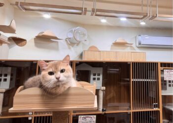 溫馨舒適的桃園合法貓舍推薦 超親人焦糖藍金漸層貓咪就在這