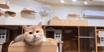 溫馨舒適的桃園合法貓舍推薦 超親人焦糖藍金漸層貓咪就在這