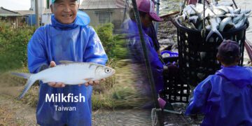 從台南鹽水到國際舞台揭開台灣「魚鱗膠原蛋白胜肽」生技研發之路