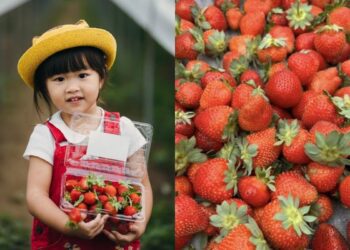 全台草莓園懶人包 草莓控集合 7大夢幻採草莓園、草莓甜點一次吃透透
