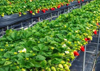 苗栗大湖草莓園推薦 高架採果親子友善 特色草莓品種香甜又好拍