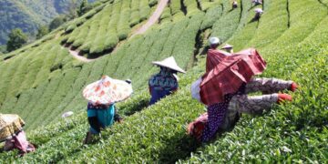 南投高山茶葉怎麼挑？茶農用「直售＋體驗」把茶園故事帶到你手上