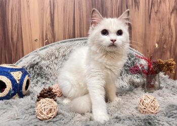 台中潭子合法貓舍 專業飼養TICA認證純種英短與布偶貓