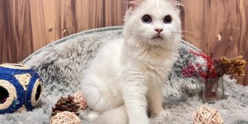 台中潭子合法貓舍 專業飼養TICA認證純種英短與布偶貓