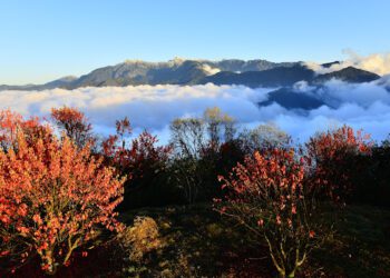 馬上出發！2026馬年森林育樂場域走春攻略