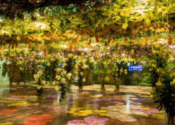 2026臺灣國際蘭展暨花卉科技展 5大展區搶先看