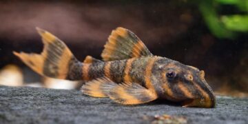 水族界平價精品 《洪色水族》提供健康活體安心入手優質平台