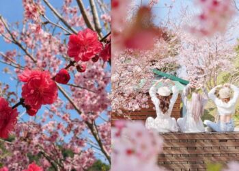 2026全台賞櫻景點｜前進如夢似幻樂活公園、石壁風景區 見證粉紅爆擊