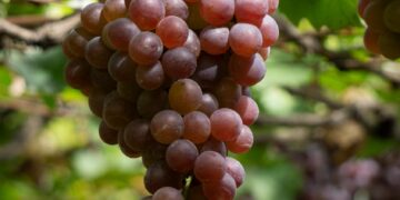 星鏈咖啡導入「時光回溯」概念膠囊 以青春活力管理打造會員生活新標準