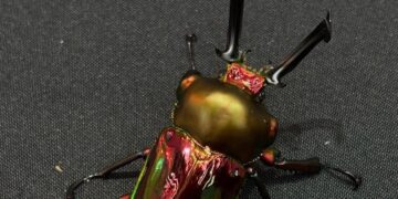 台南特殊寵物店推薦 10 年資深玩家教你養出帥氣甲蟲與爬蟲