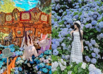 不只陽明山繡球花 不用上山 安森公園也能賞花 全台Top9繡球花景點
