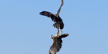 熊鷹高空「對爪」浪漫曝光 《飛吧！熊鷹》山林動物搶鏡萌翻觀眾