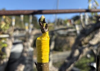 大湖水梨禮盒 堅持220天熟成 得獎甘露梨一顆就可以訂